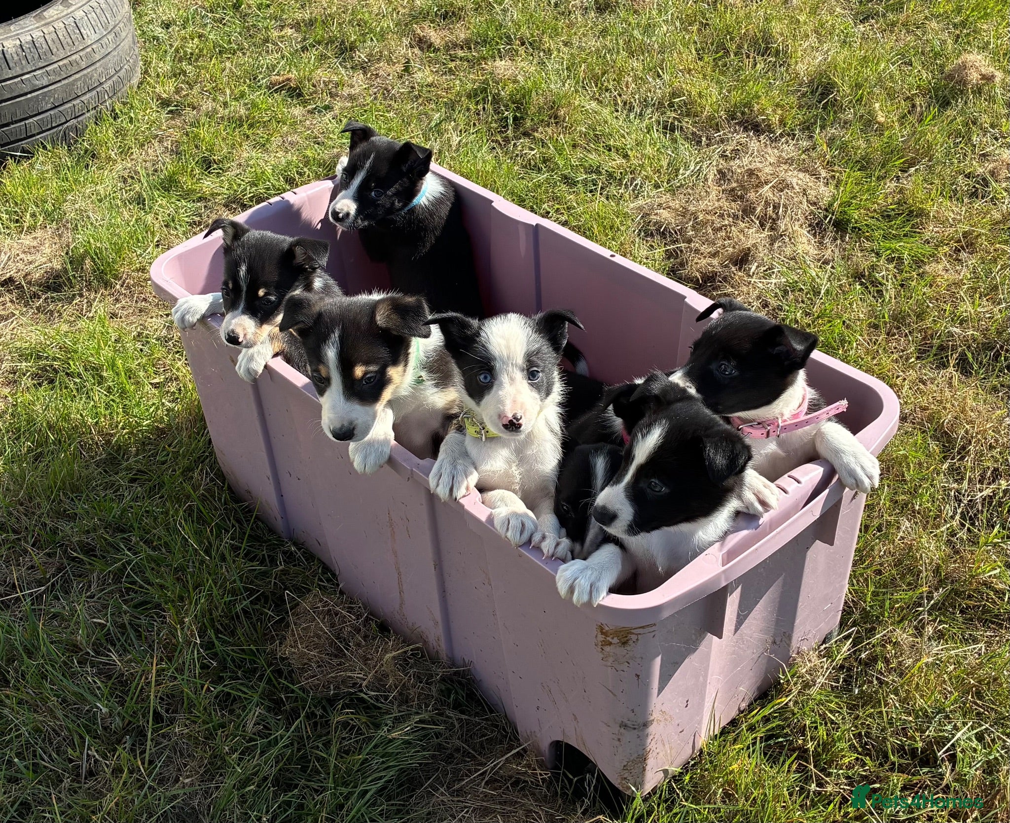 Border Collie dogs Border Collie Pups - Farm reared from working dogs - Advert 2