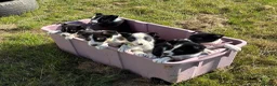 Border Collie dogs for sale: Border Collie Pups - Farm reared from working dogs - Advert 12