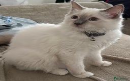 Ragdoll cats for sale: Stunning Lilac Mitted Ragdoll.  Affectionate ❤️ - Image 7