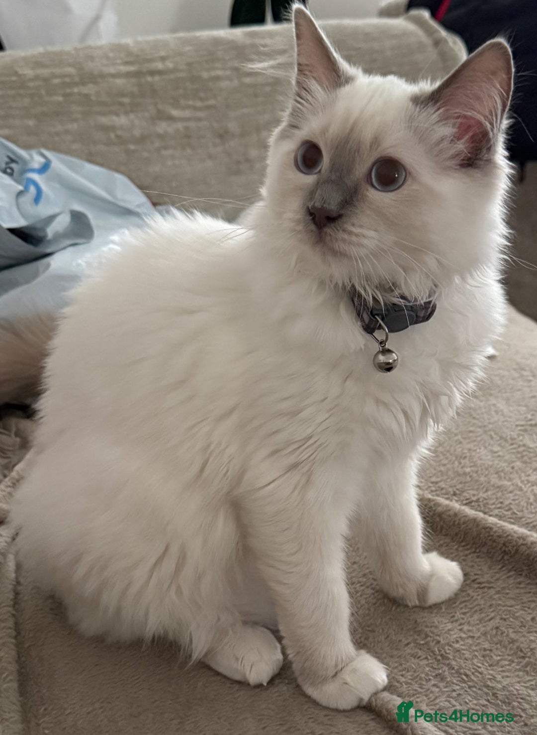 Ragdoll cats for sale: Stunning Lilac Mitted Ragdoll.  Affectionate ❤️ - Image 7