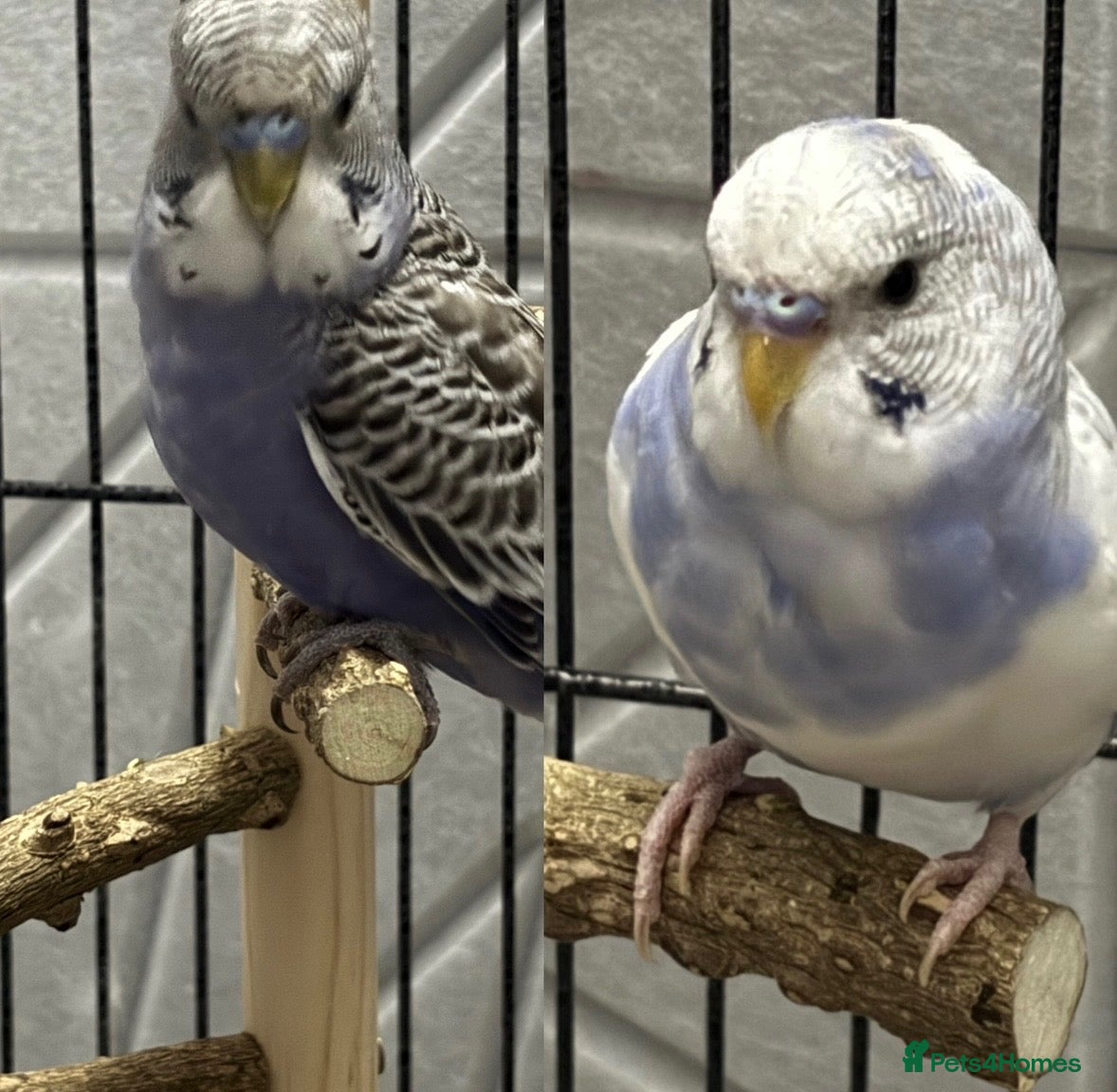 Budgerigars birds Pair of Budgerigar parrots  - Advert 1