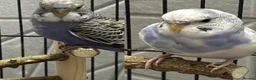 Budgerigars birds for sale: Pair of Budgerigar parrots  - Advert 1