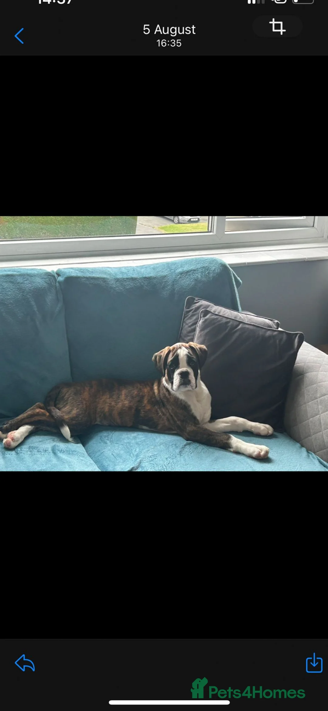 Boxer dogs for stud: Boxer for stud (Brindle) - Advert 3