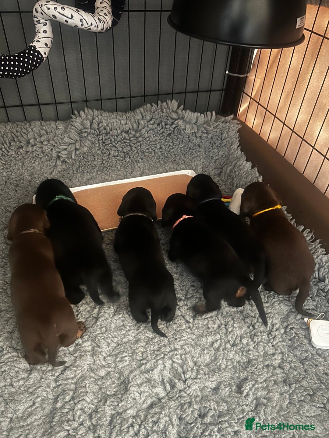 Miniature Dachshund dogs for sale: Miniature Smooth Dachshund puppies  - Image 7