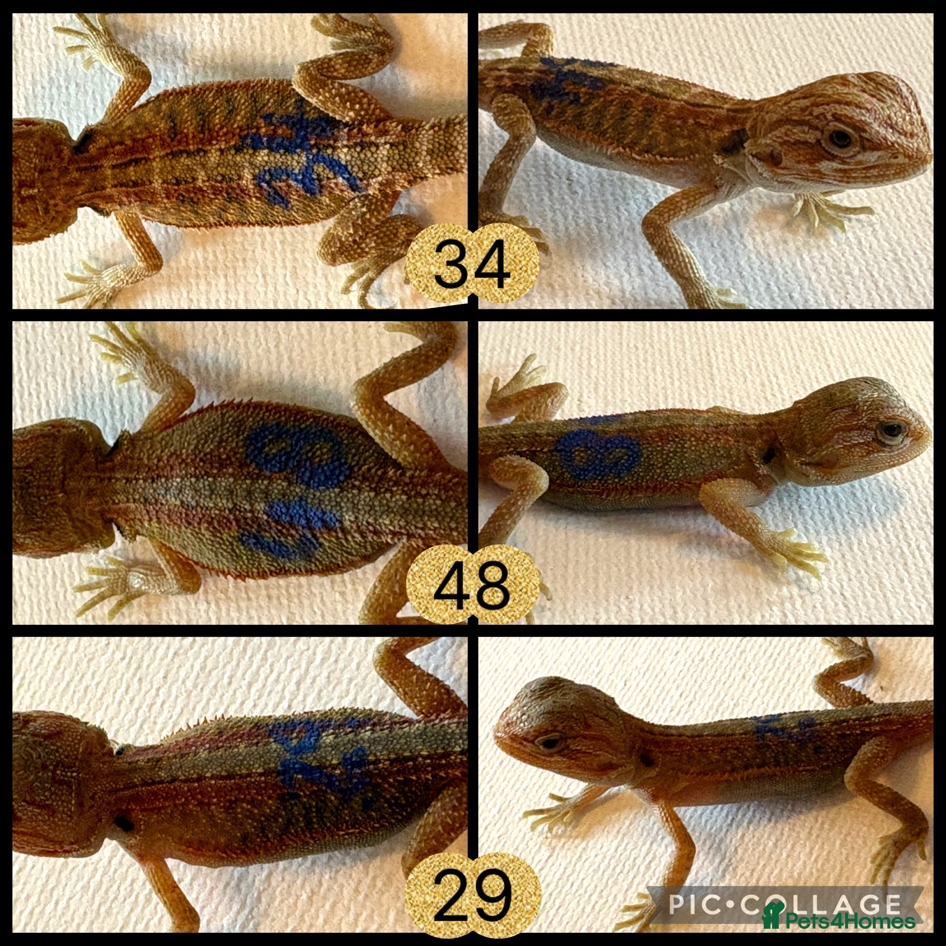 Bearded Dragon reptiles for sale: Stunning baby bearded dragons - Advert 7