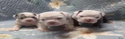 Dorset Olde Tyme Bulldogge dogs for sale: Oldeenglish puppies 🐶 - Advert 2