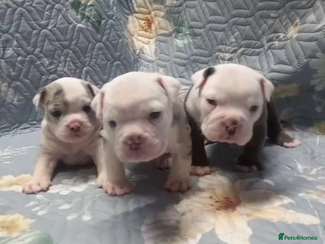 Dorset Olde Tyme Bulldogge dogs for sale: Oldeenglish puppies 🐶 - Advert 2
