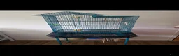 Canaries birds for sale: Two Lovely Canaries Looking for a New Home - Advert 2