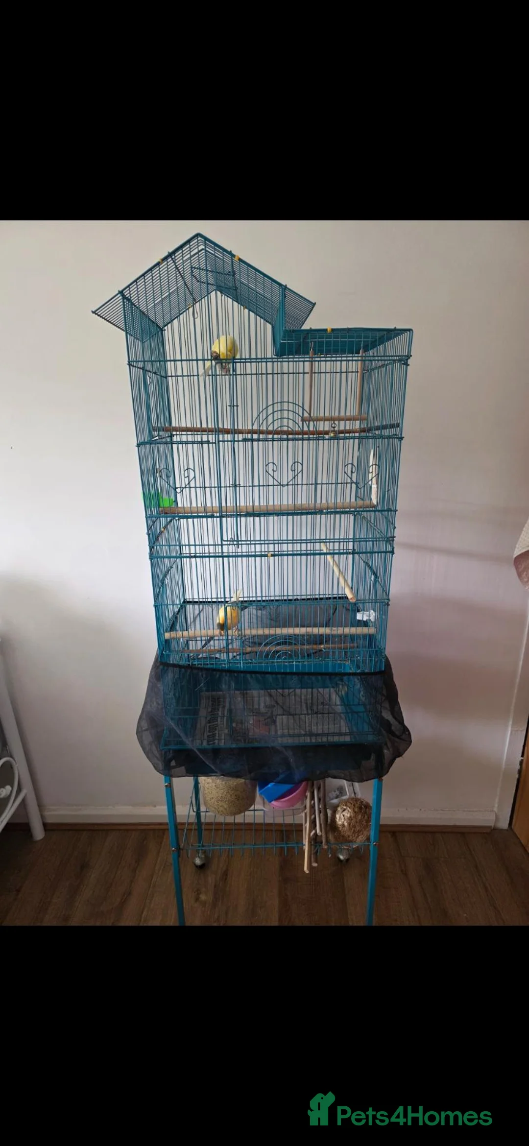 Canaries birds for sale: Two Lovely Canaries Looking for a New Home - Advert 2
