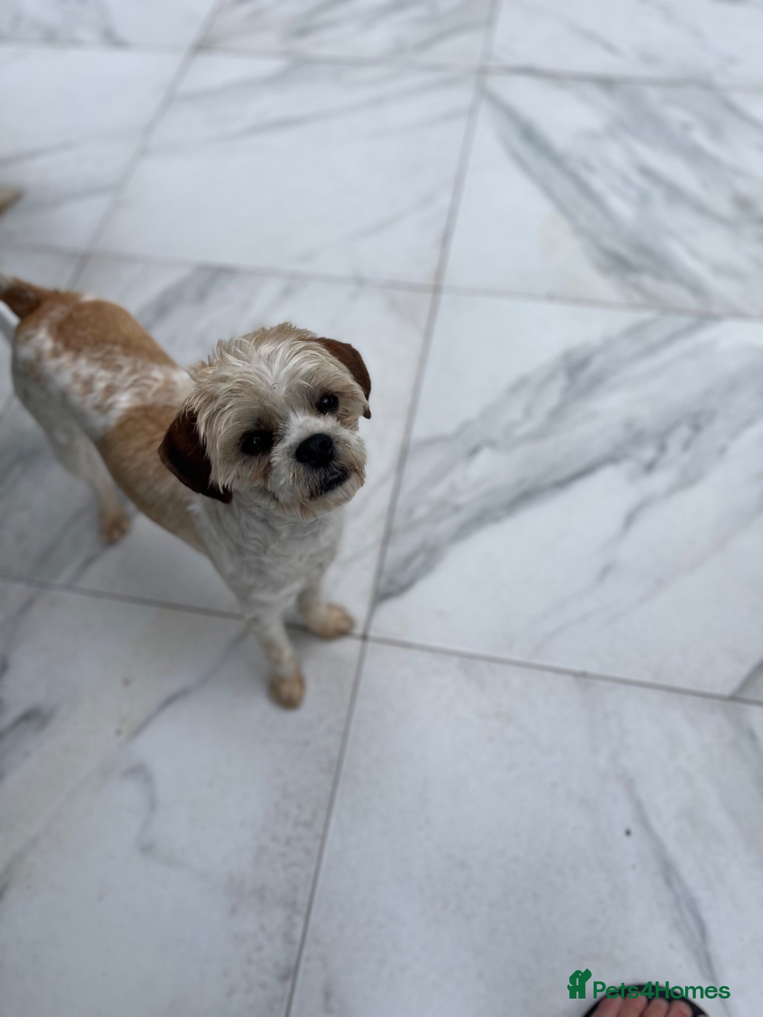 Cavapoo dogs Adult Cavapoo girl  - Advert 1