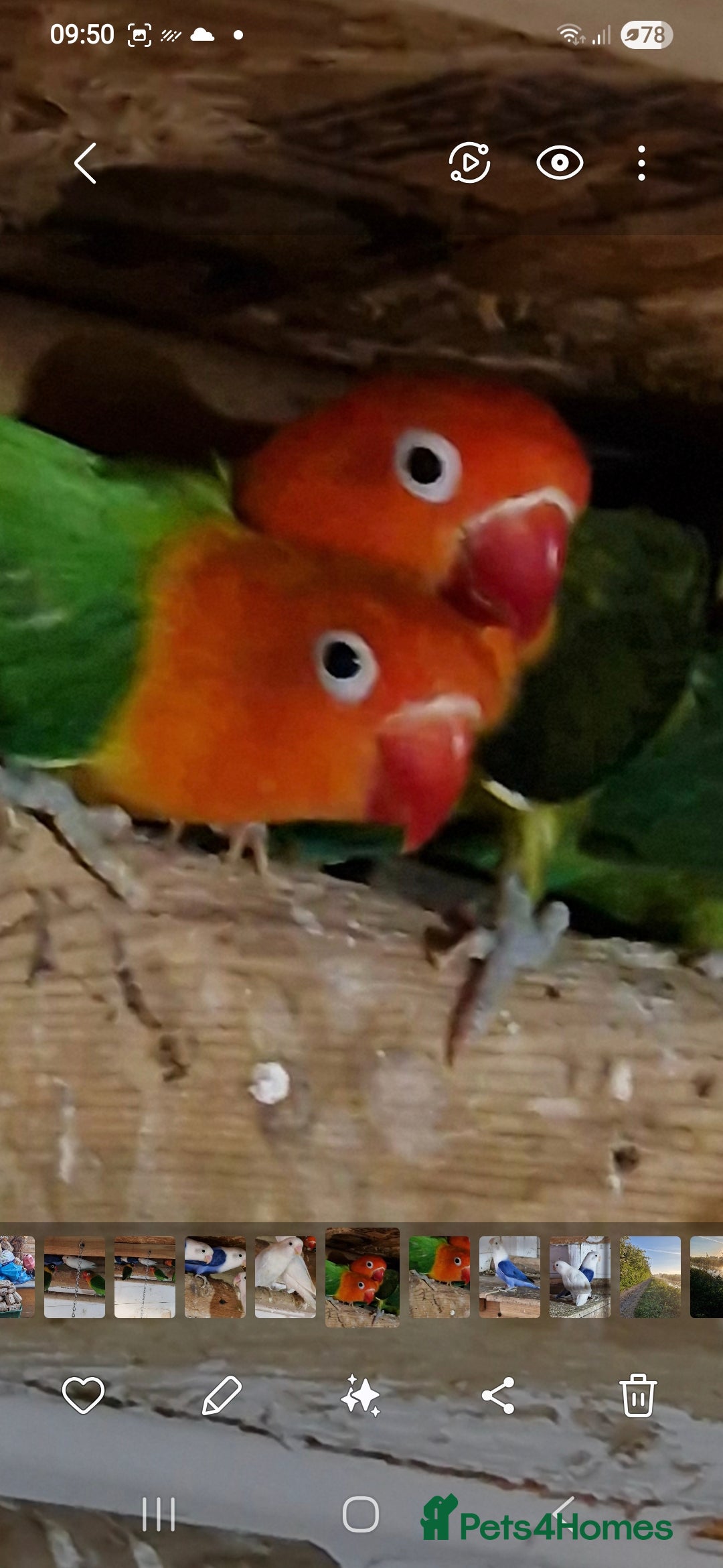 Lovebirds birds for sale: 4 pairs lovebirds - Advert 4