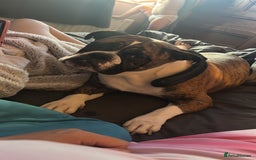 Old Tyme Bulldog dogs for sale: Beautiful old tyme bulldogs  - Image 12