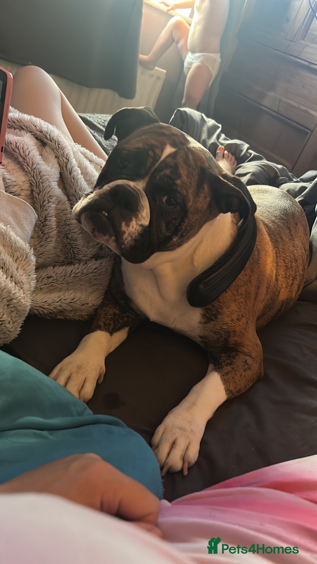 Old Tyme Bulldog dogs for sale: Beautiful old tyme bulldogs  - Image 12
