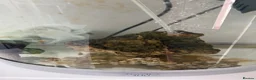 Cichlids fish for sale: Malawi mix cichlid fry in Manchester - Advert 5