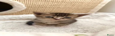 Scottish Fold 6