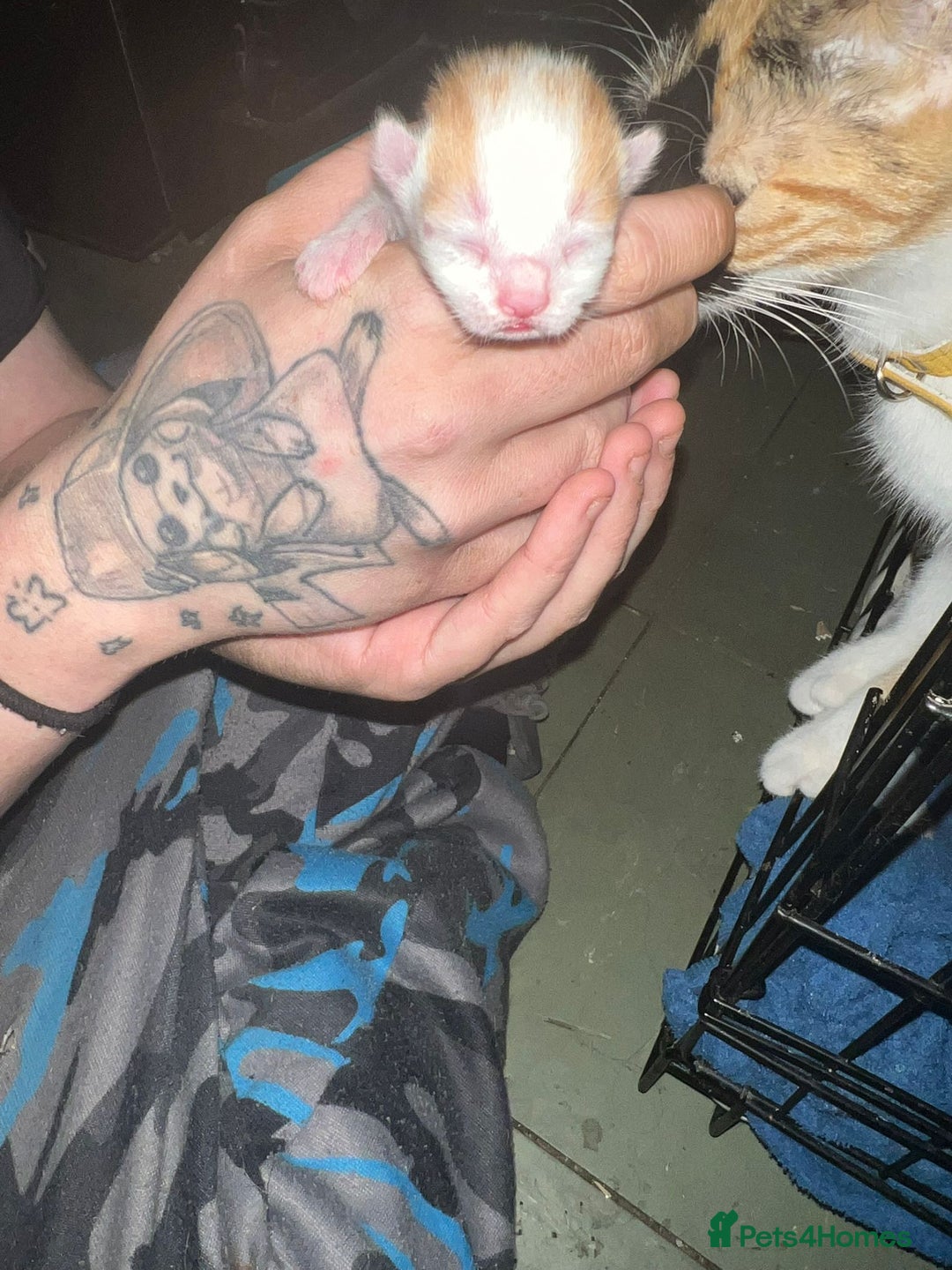 Mixed Breed cats for sale: Three kittens  - Image 1