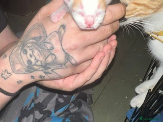 Mixed Breed cats - Advert 33