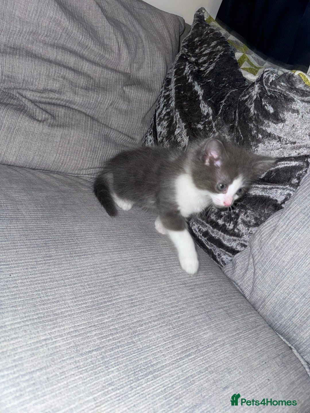 Ragdoll cats for sale: Stunning ragdoll x kittens  - Advert 9