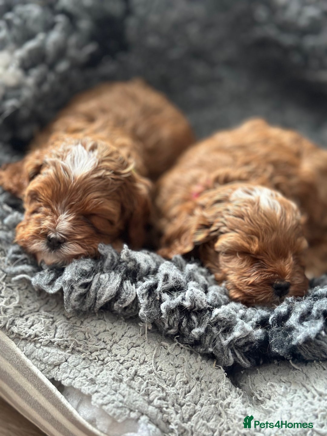 Cavapoo dogs for sale: F1 Fox Red Cavapoos (Health Tested) 🐶 - Image 9