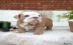 English Bulldog dogs for sale: Stunning litter of coloured Bulldogs home reared - Advert 28