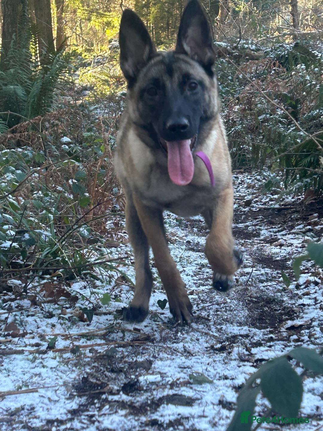 Belgian Shepherd Dog dogs for sale: Belgian Malinois Puppy – 8 Months Old - Advert 3