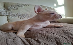 French Bulldog dogs for sale: French bulldog price is negotiable  - Advert 12