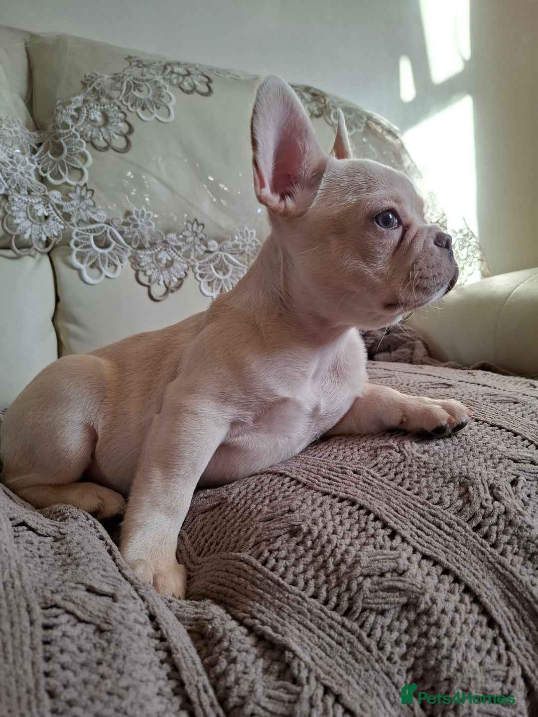 French Bulldog dogs for sale: French bulldog price is negotiable  - Advert 12