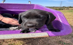 Labrador Retriever dogs for sale: 6 x Beautiful Black Labrador Puppies for sale. - Image 11