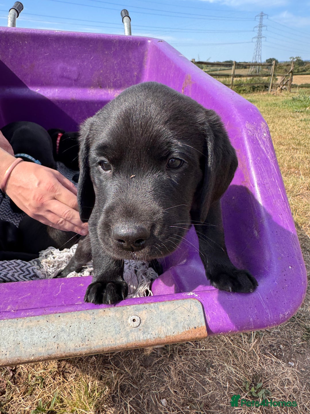 Labrador Retriever dogs for sale: 6 x Beautiful Black Labrador Puppies for sale. - Image 11