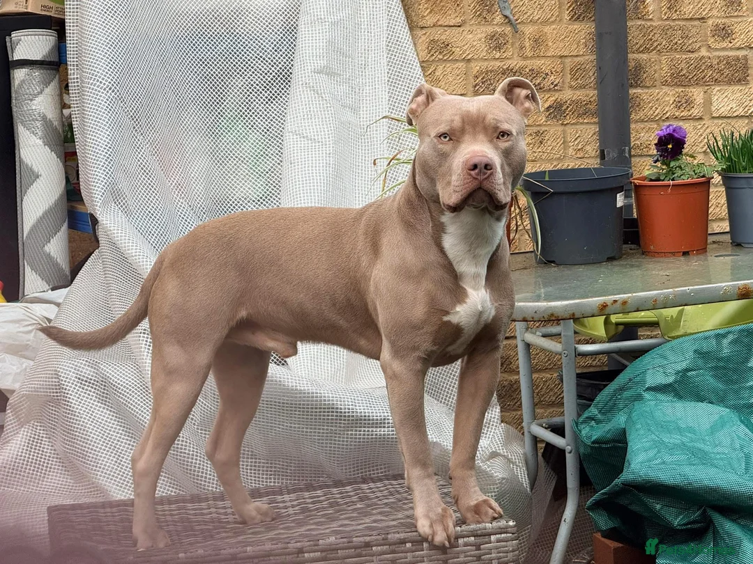 American Bully dogs for stud: 16 months old American Bully ready for stud in London - Advert 2