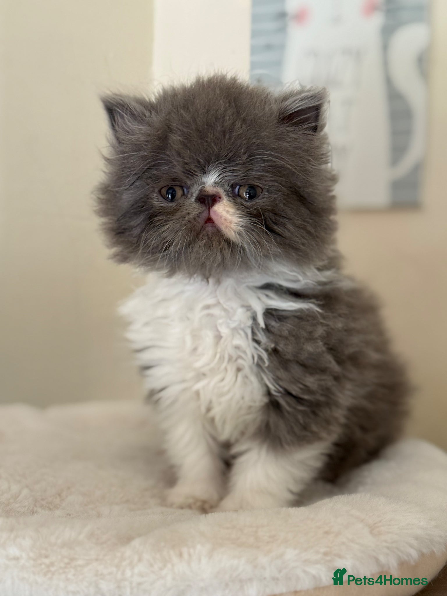 Persian cats GCCF registered Persian boy 💙 - Advert 8