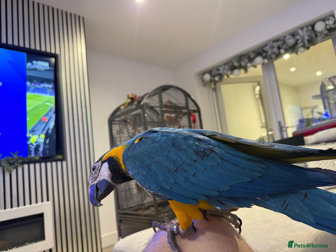 Macaws birds for sale: Blue gold macaw  - Advert 3