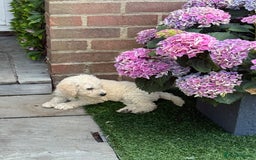 Goldendoodle dogs for sale: F1B GOLDENDOODLE PUPPIES 2 BOYS AVAILABLE  in Farnham - Image 31