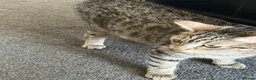 Maine Coon cats for sale: Beautiful Bundles of Joy 🐾 - Advert 8