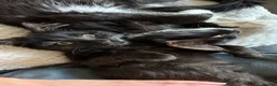 Mixed Breed cats for sale: TWO BLACK KITTENS (4/5 months old)  - Advert 4