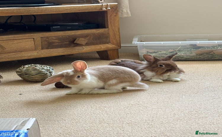 Lionhead rabbits - Advert 2