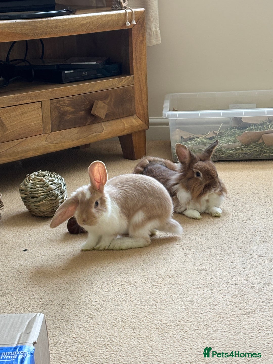 Lionhead rabbits for sale: Bonded pair  - Image 1