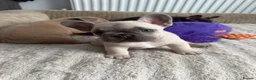 French Bulldog dogs for sale: Three stunning male French bulldogs for sale in Manchester - Advert 13