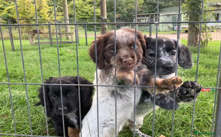 Cocker Spaniel dogs - Advert 9