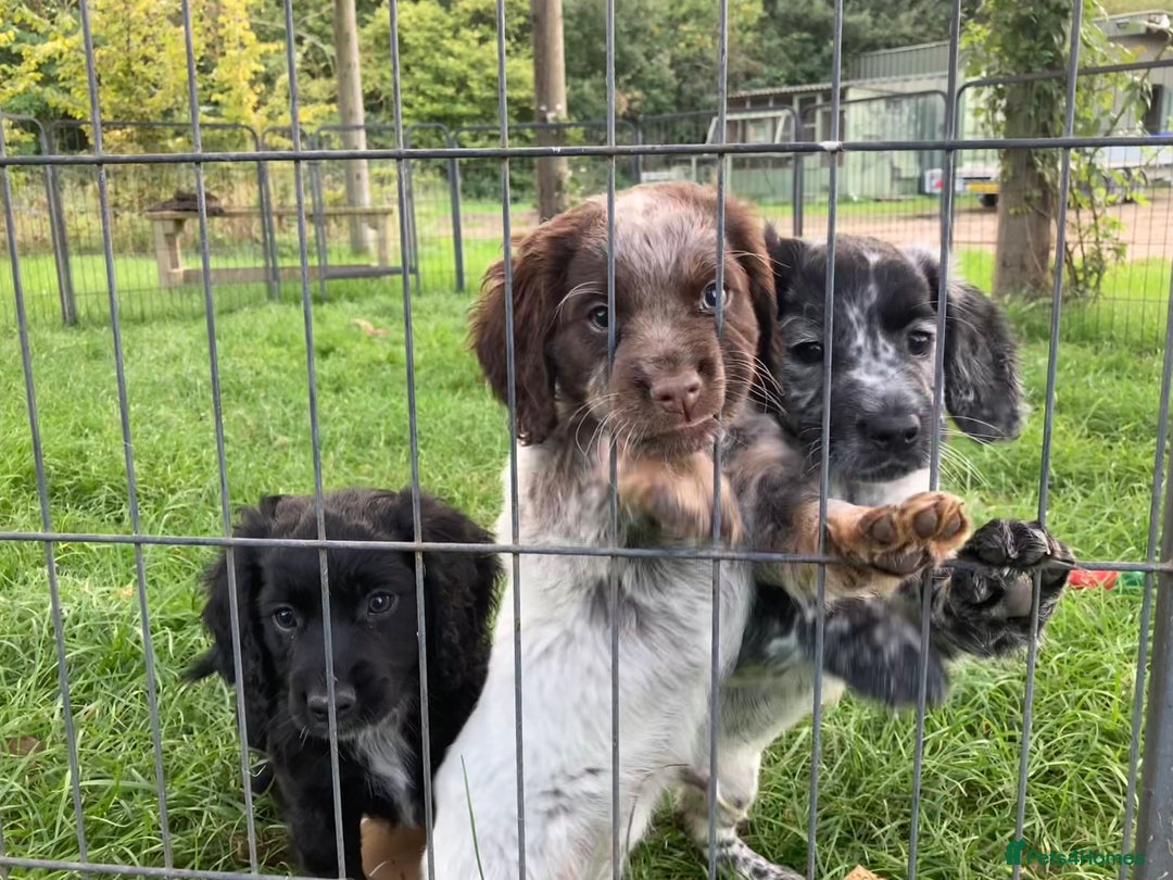 Cocker Spaniel dogs for sale: Cocker Spaniel puppies - Image 1