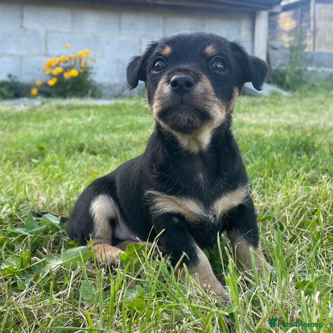 Jack Russell dogs for sale: Black & Tan Jack Russells (small strain) - Image 2