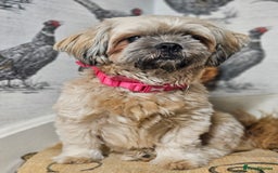 Shih Tzu dogs for sale: Beautiful daisy  ❤️  - Image 3