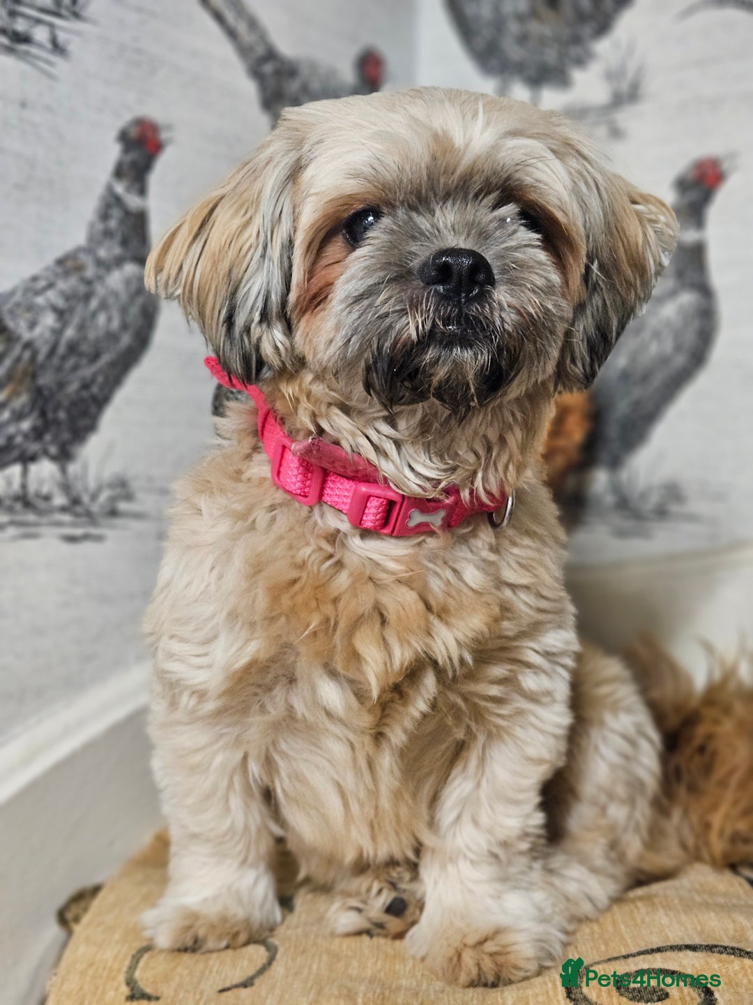 Shih Tzu dogs for sale: Beautiful daisy  ❤️  - Image 3