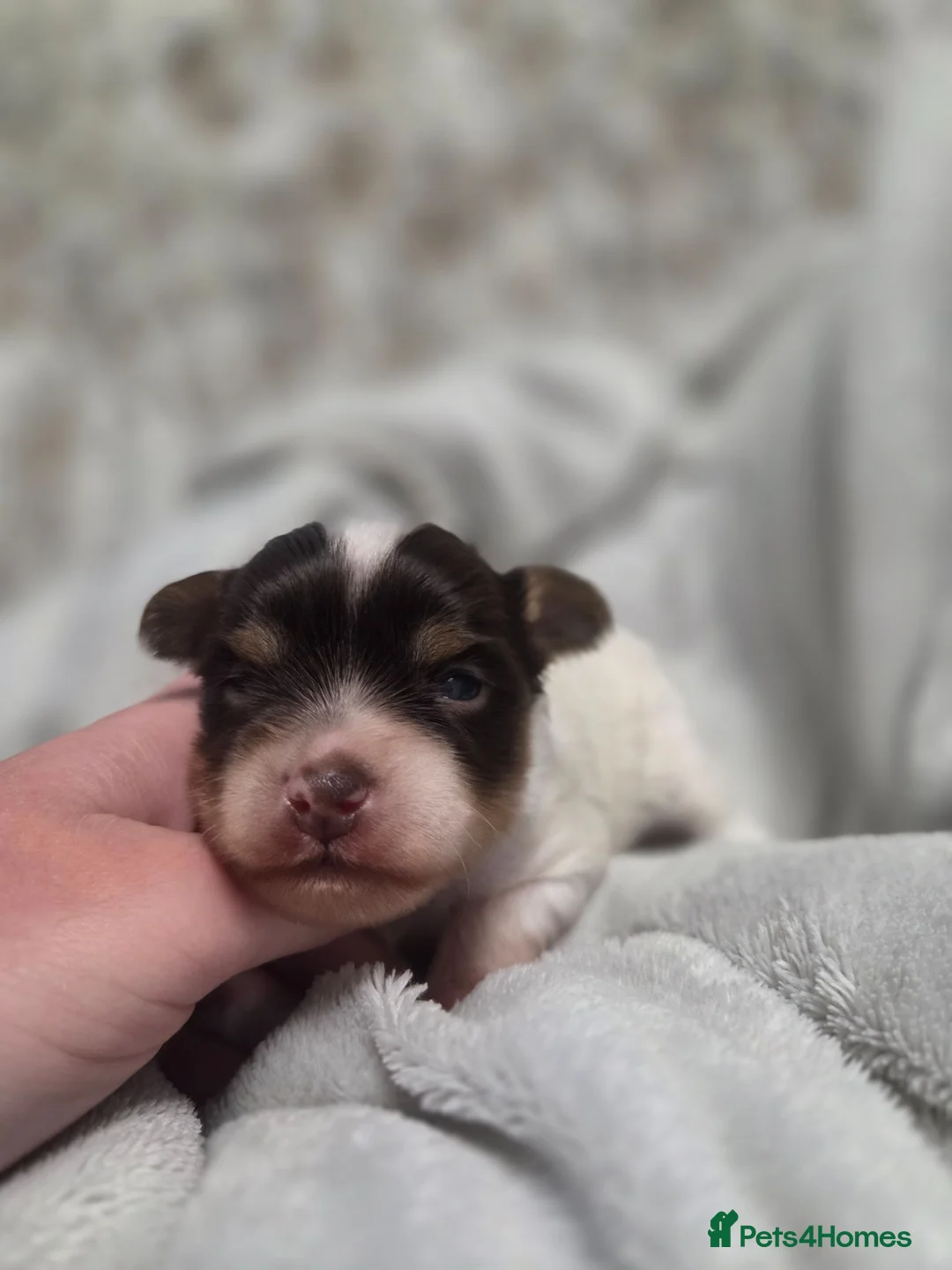 Yorkshire Terrier dogs for sale: Yorkshire terrier puppies in Boston - Advert 19