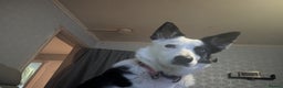 Mixed Breed dogs for sale: Husky cross border Collie  - Advert 4