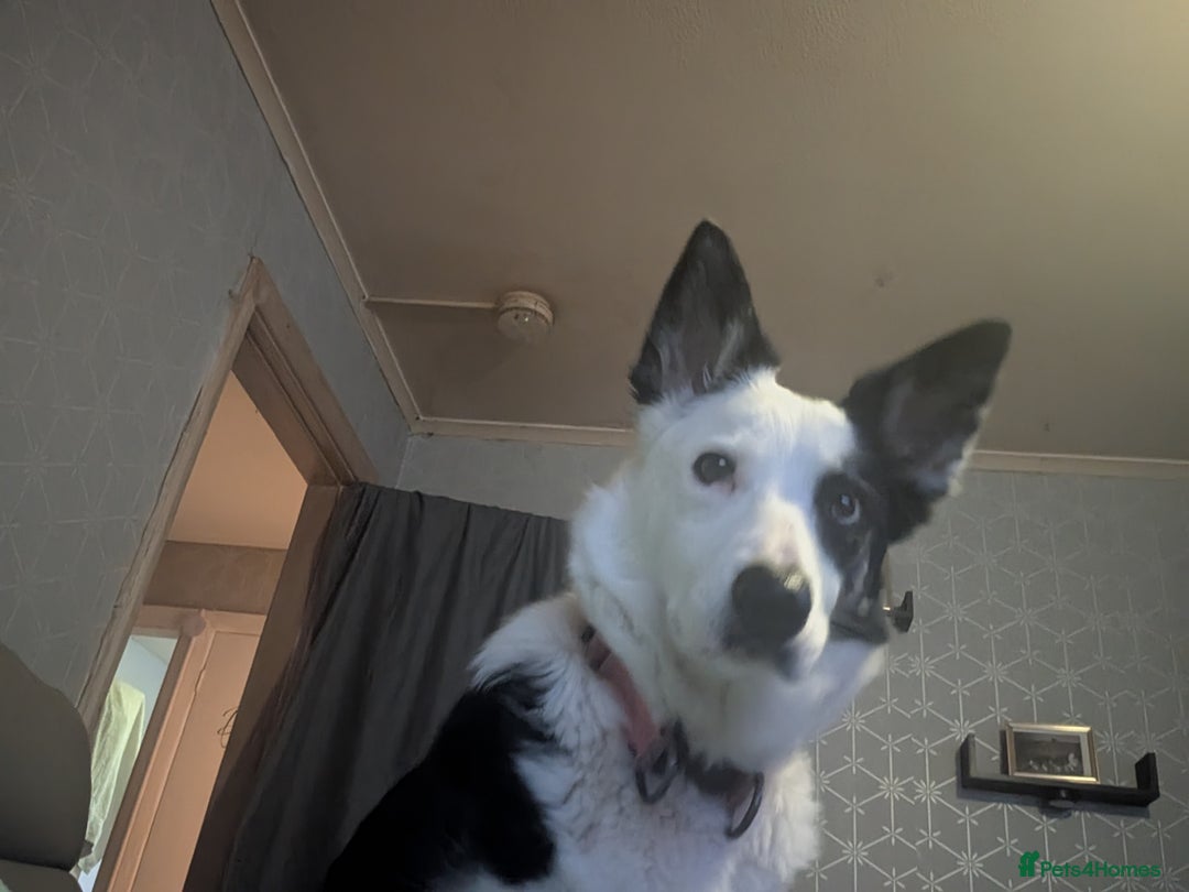 Mixed Breed dogs for sale: Husky cross border Collie  - Advert 4