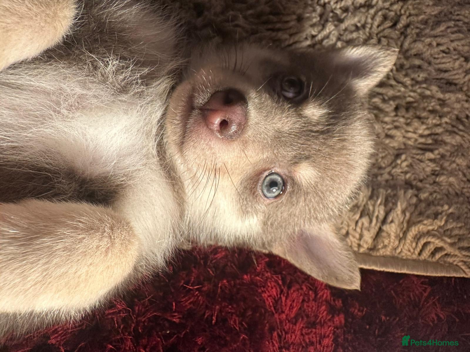 Pomsky dogs Available-  small F4 Pomsky pups - Advert 4