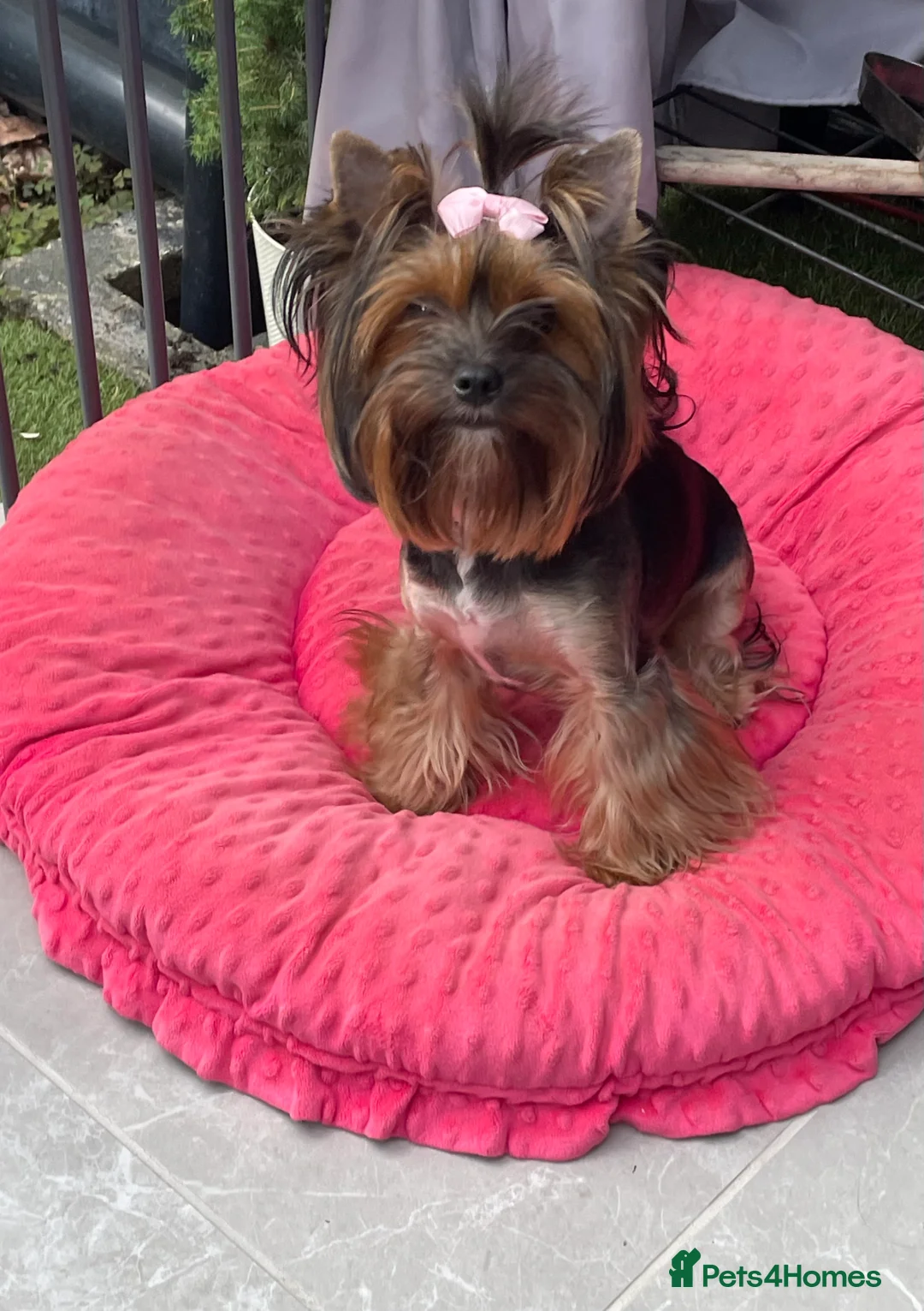 Yorkshire Terrier dogs for sale: pure breed yorkshire terrier  - Advert 4