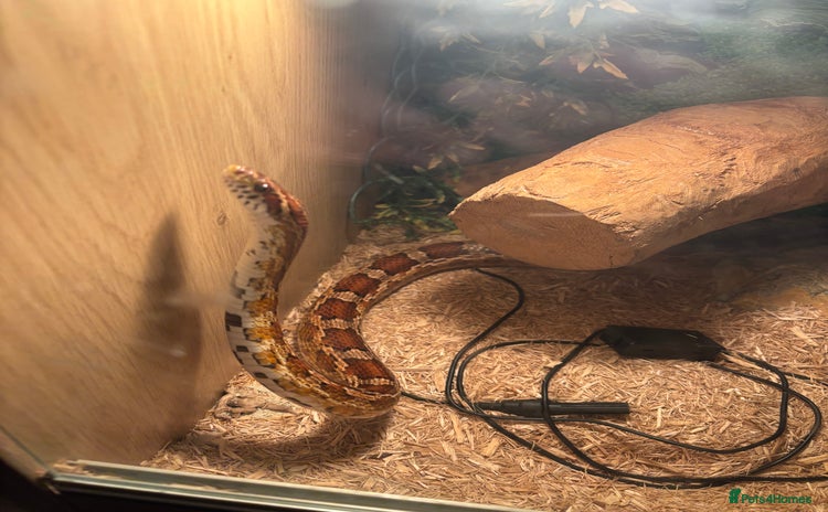 Corn Snake reptiles - Advert 1