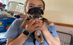 Jack Russell dogs for sale: Beautiful Jack Russell Puppies - Image 3